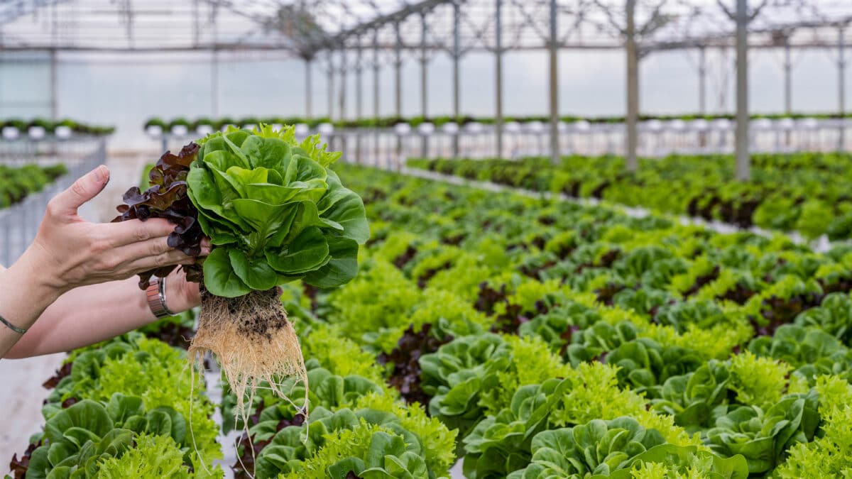 Hydroponik – Anbau in Hydrokultur