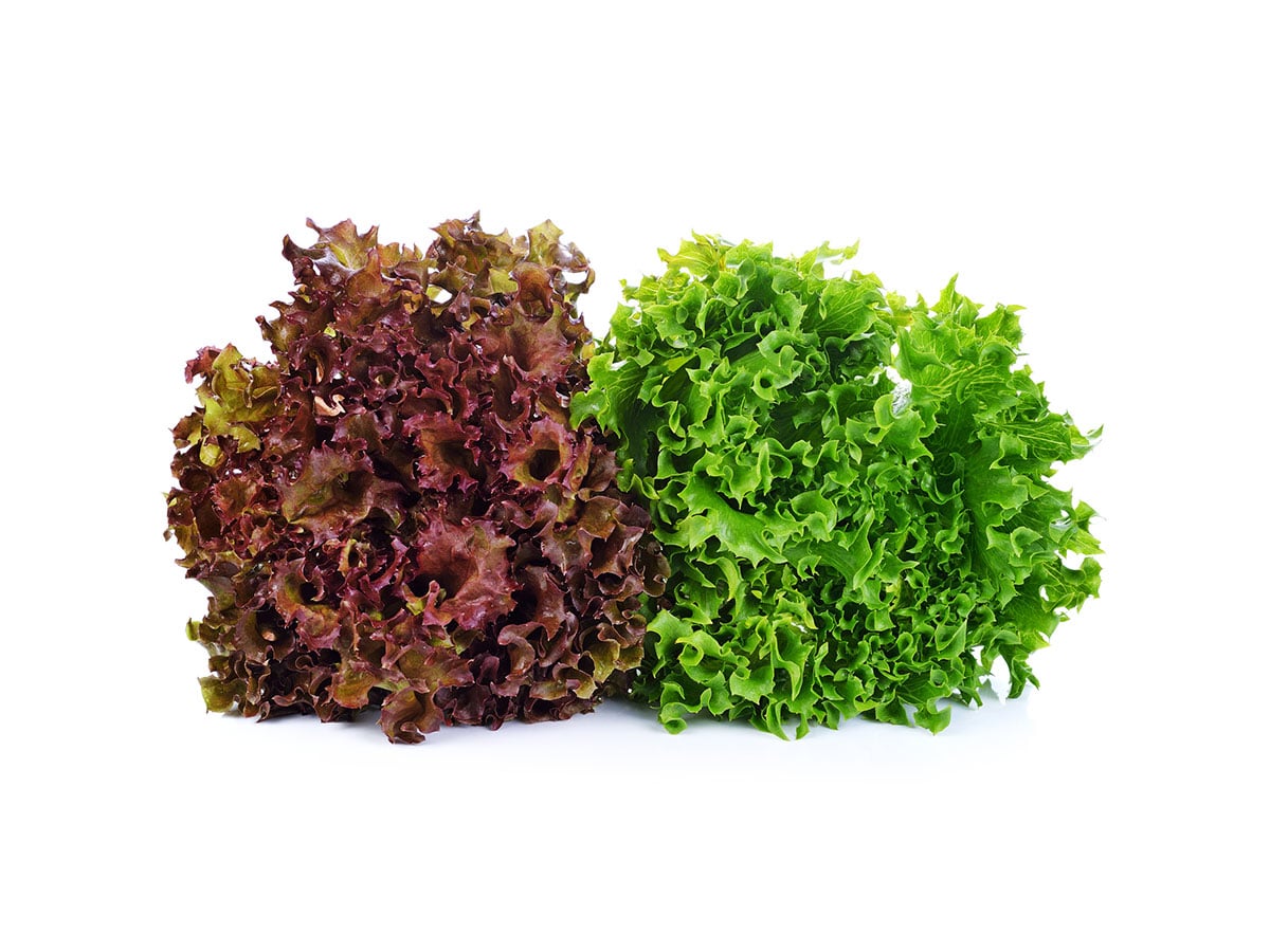 Batavia lettuce | freshly harvested from the Pfalz region