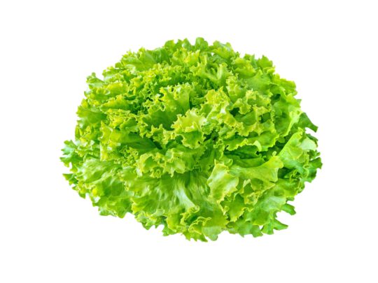 Batavia lettuce