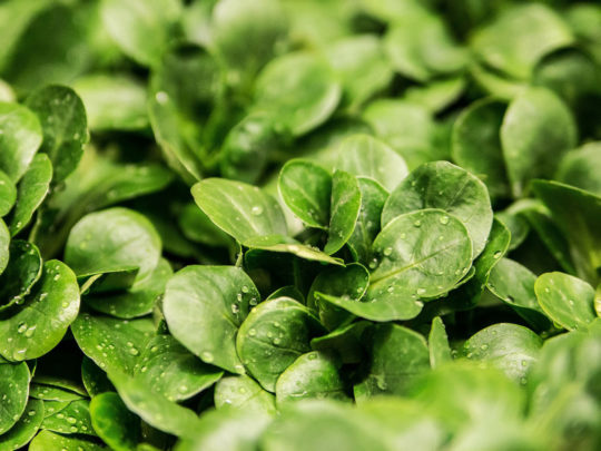 Lamb's lettuce