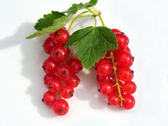 Johannisbeeren