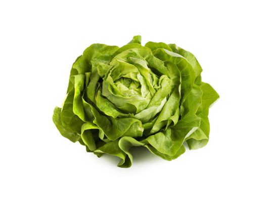 Butterhead lettuce