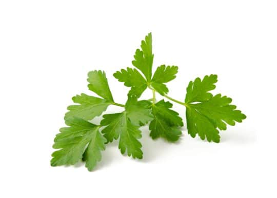 Coriander