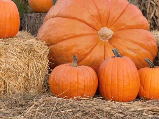 Atlantic Giant pumpkin