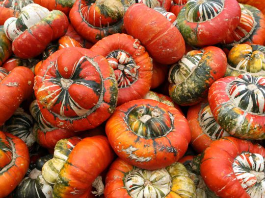 Turban pumpkin