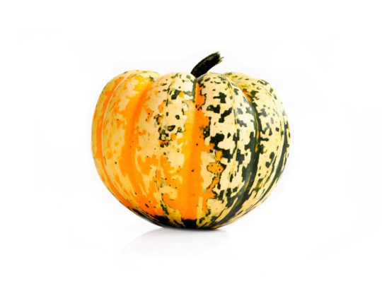 Chameleon pumpkin