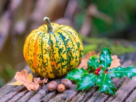 Chameleon pumpkin