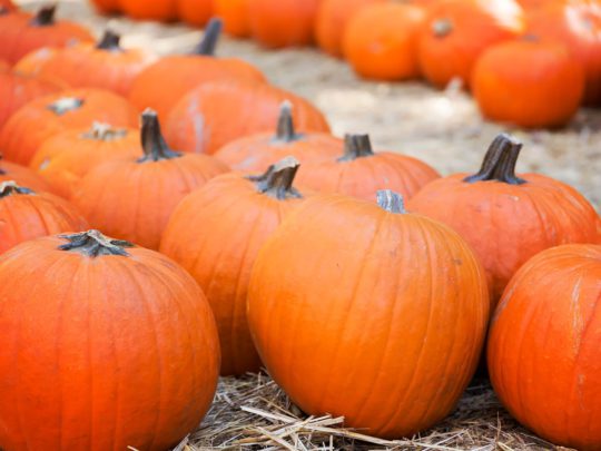 Halloween pumpkin