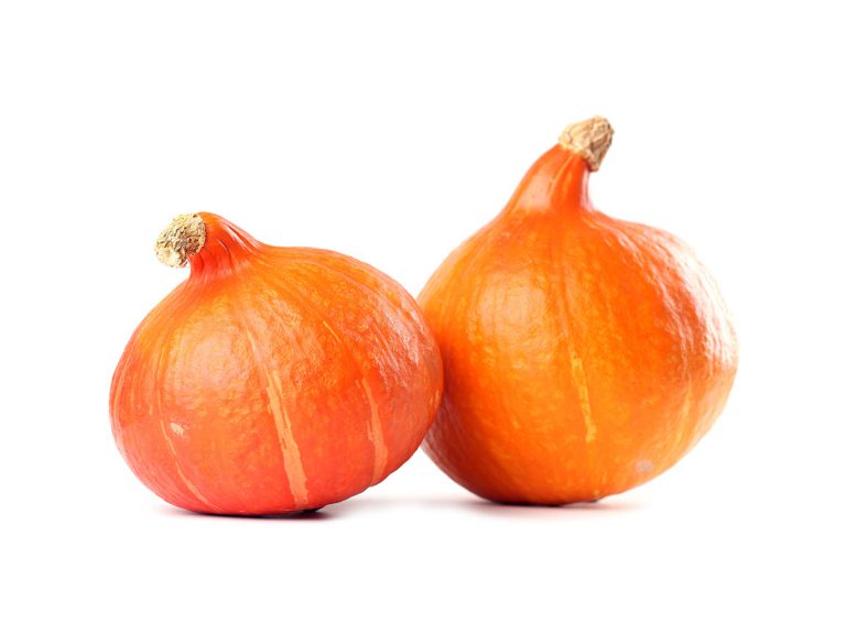 Hokkaido pumpkin freshly harvested from the Pfalz region