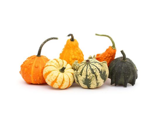 Ornamental pumpkin mix