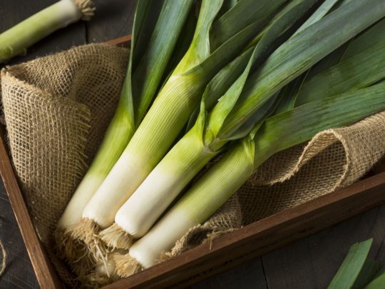 Leek