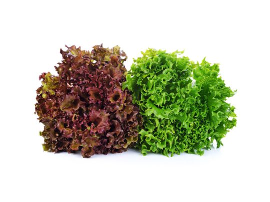 Lollo lettuces