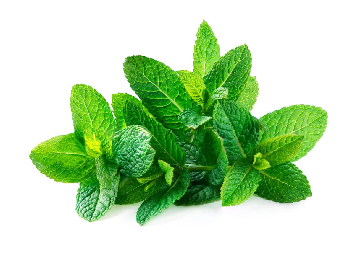 39+ Frische Minze Pflanzen, Minze kannst du in einem blumentopf oder
