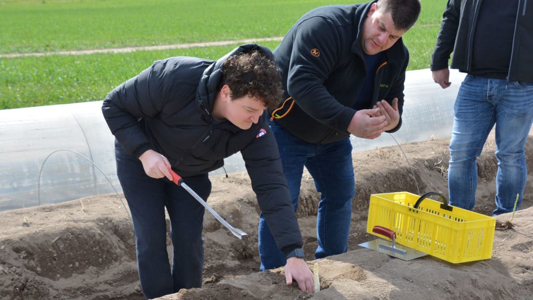 Benjamin Peifer und Michael Ohmer stechen Spargel in Rheinzabern 2021