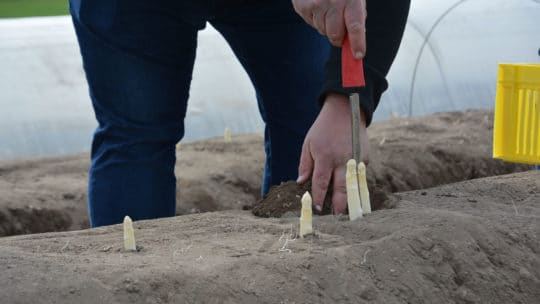 Benjamin Peifer und Michael Ohmer stechen Spargel in Rheinzabern 2021