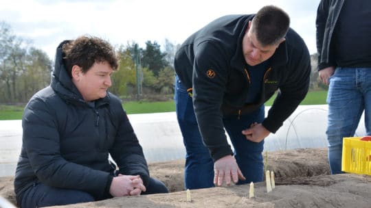 Benjamin Peifer und Michael Ohmer stechen Spargel in Rheinzabern 2021