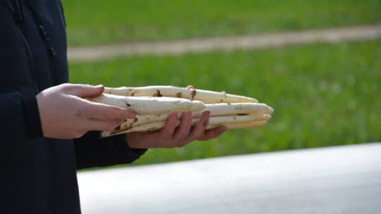 Benjamin Peifer und Michael Ohmer stechen Spargel in Rheinzabern 2021