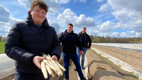 Benjamin Peifer und Michael Ohmer stechen Spargel in Rheinzabern 2021