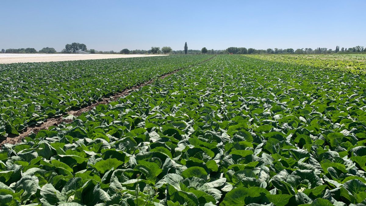 Stärken Sie Ihre Abwehrkräfte – mit Obst und Gemüse aus der Region