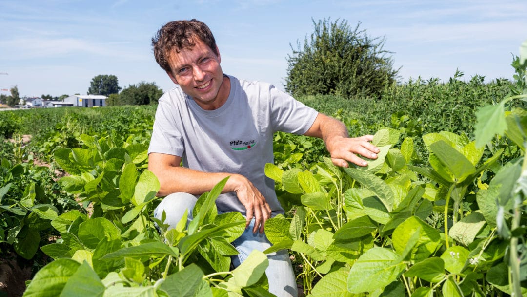 Pfalzmarkt erfolgreicher Versuchsanbau Edamame