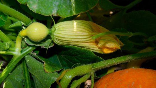 Birnen  Erntefrisch vom Pfalzmarkt