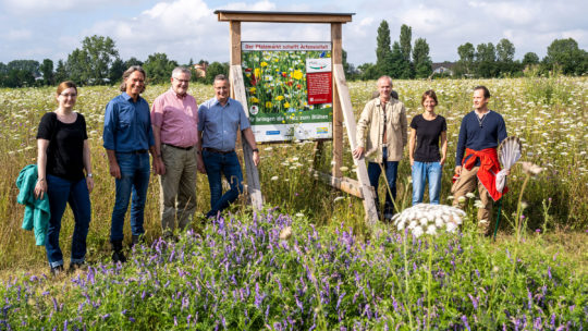 Pfalzmarkt Blühflächen Grubenhummel wiederentdeckt