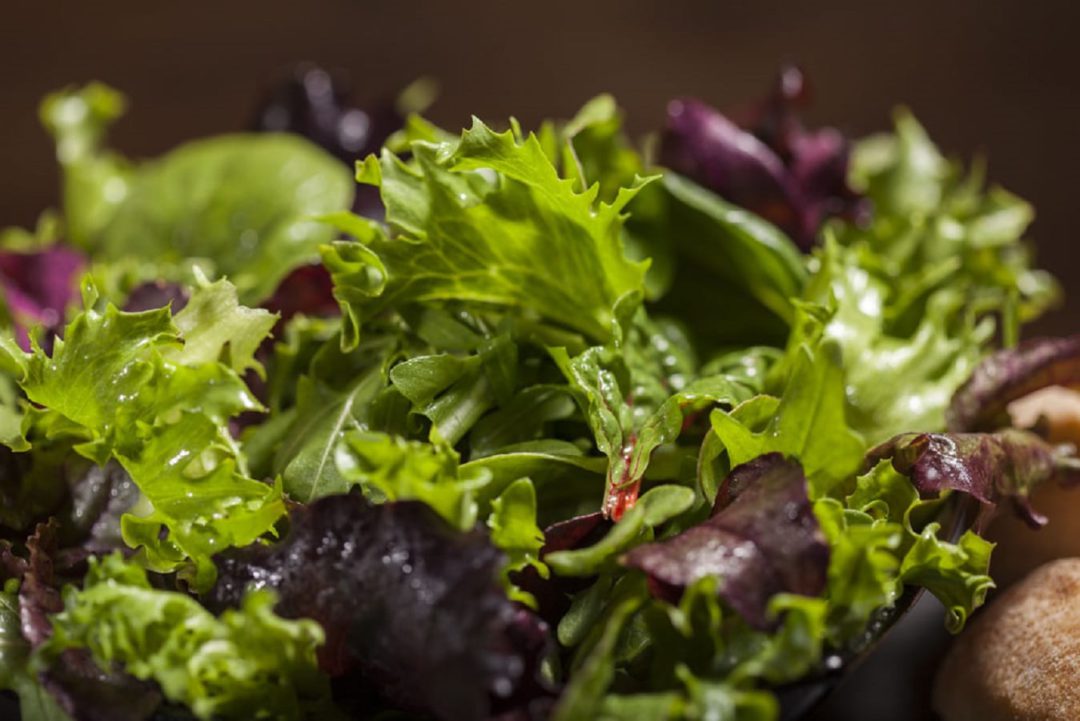 Pfl cksalat Erntefrisch Vom Pfalzmarkt pfl-cksalat-erntefrisch-vom-pfalzmarkt