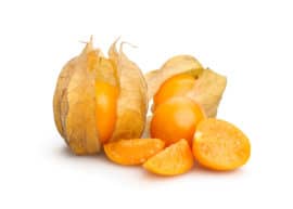 Physalis