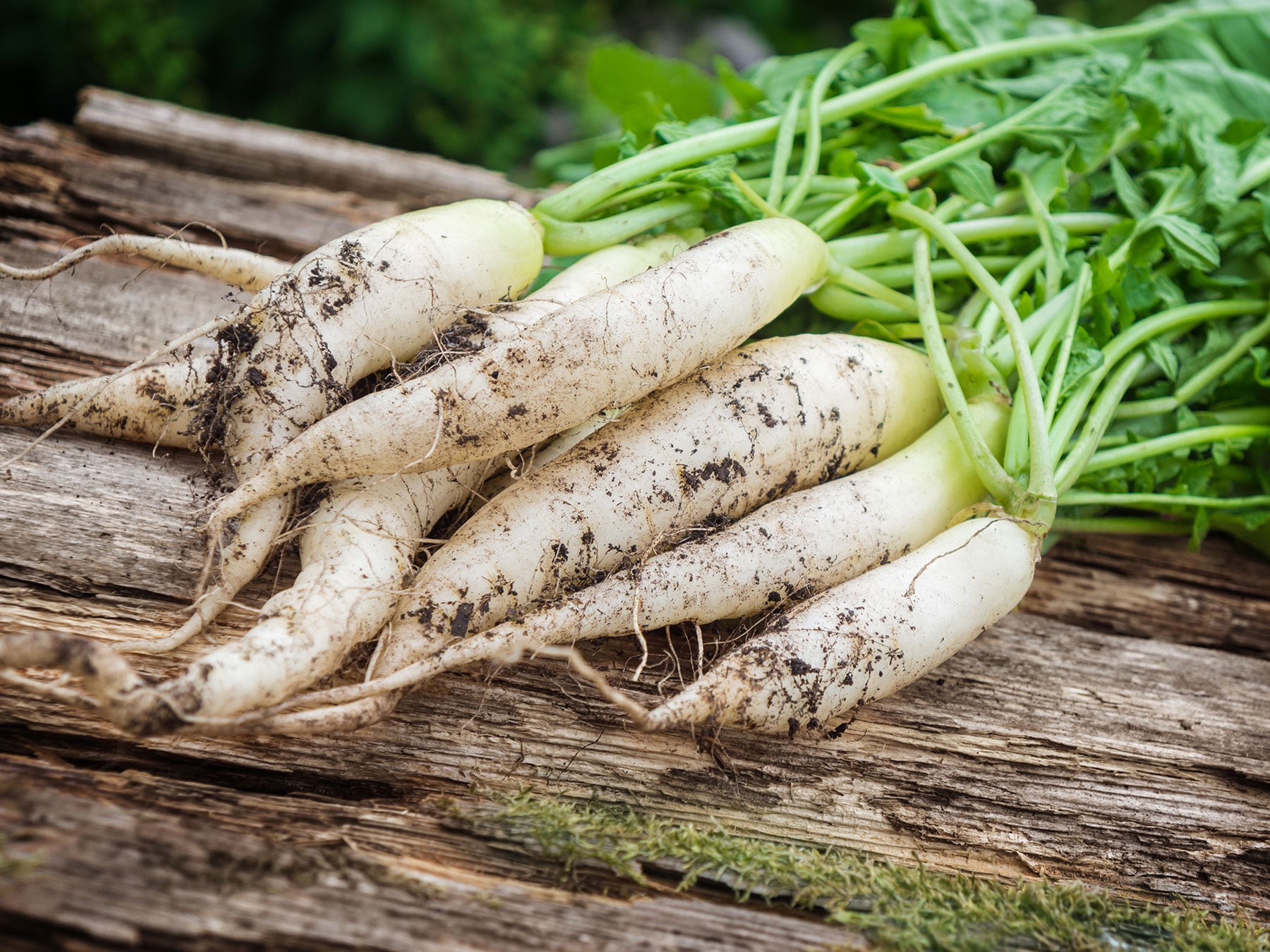 Radish White Icicle freshly harvested from the Pfalz region
