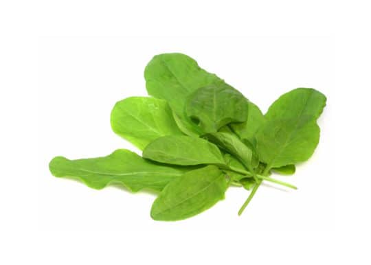 Sorrel