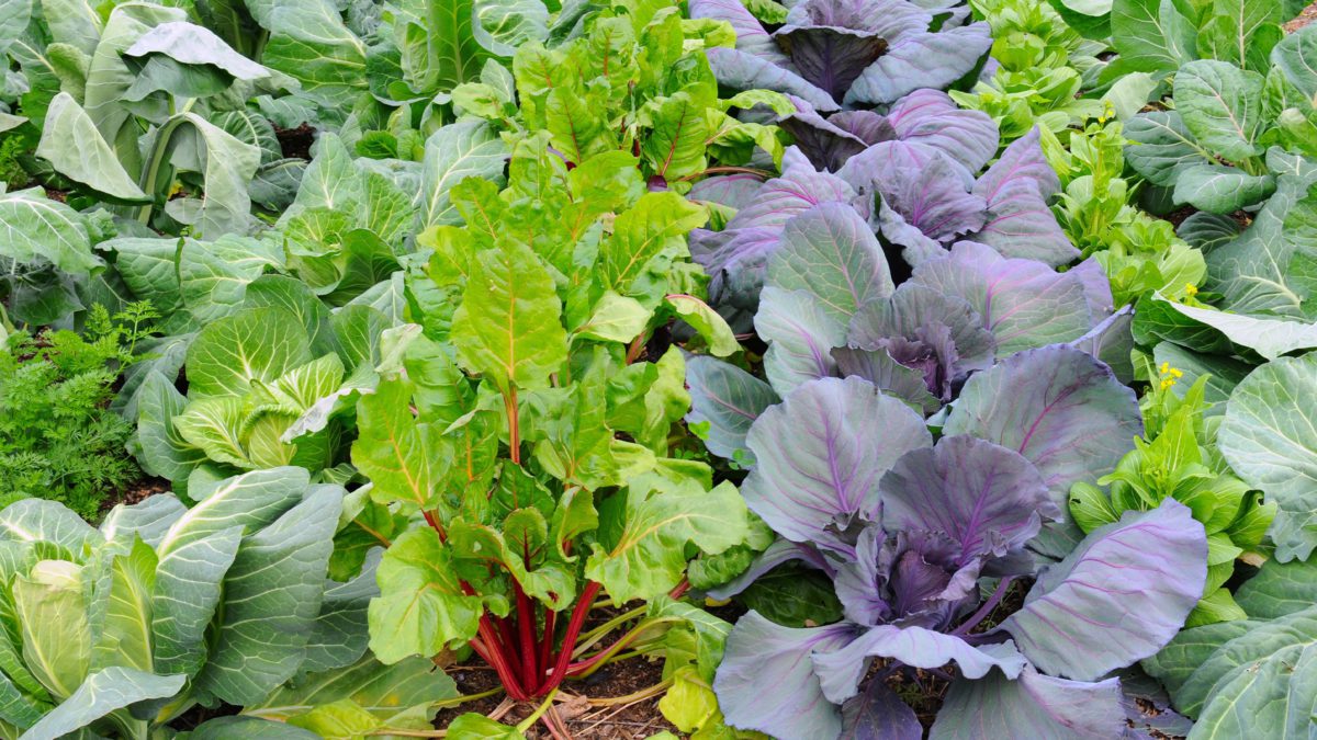 Blatt- und Stielgemüse