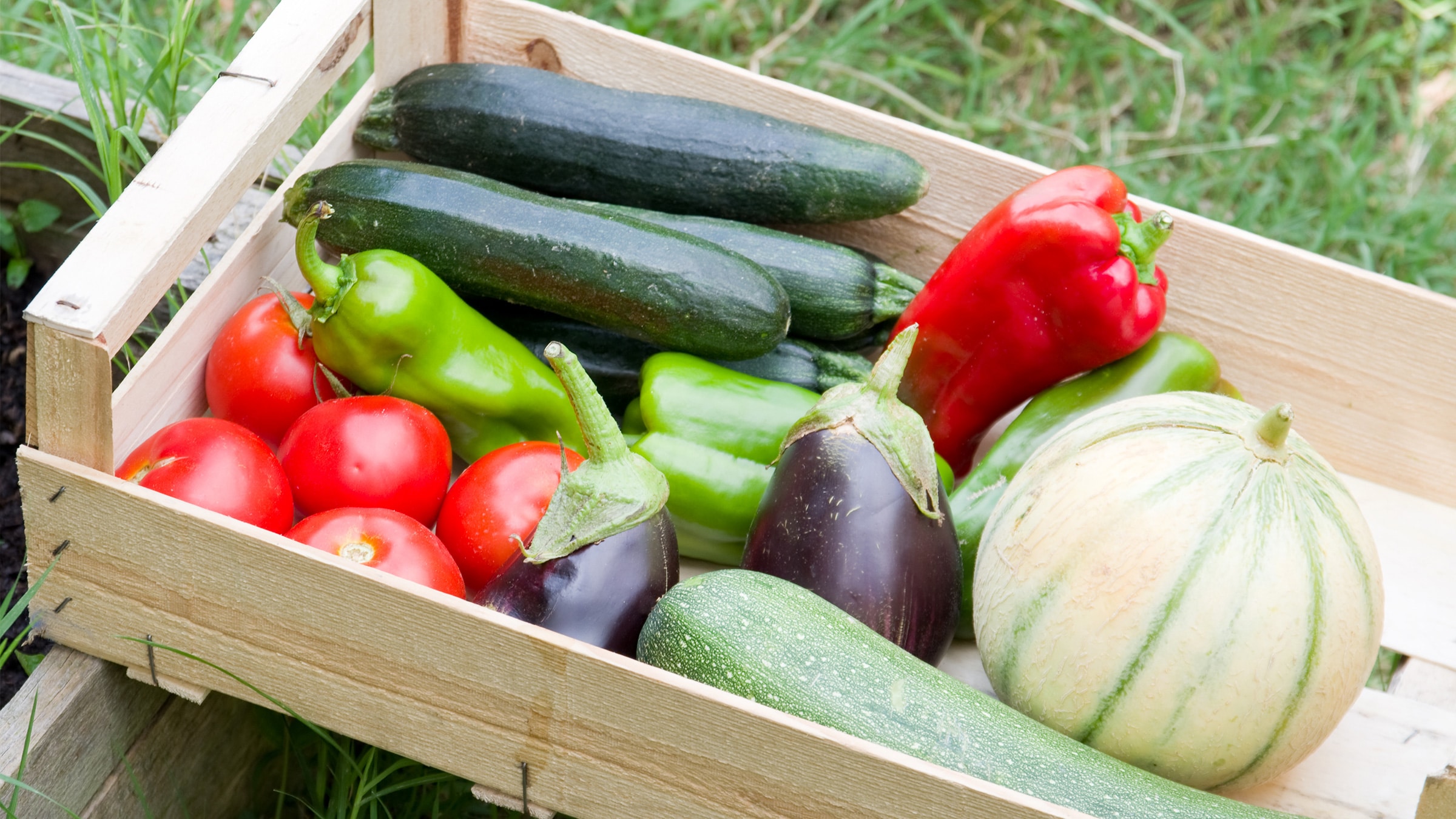 tomaten, gurken, kürbis, paprika